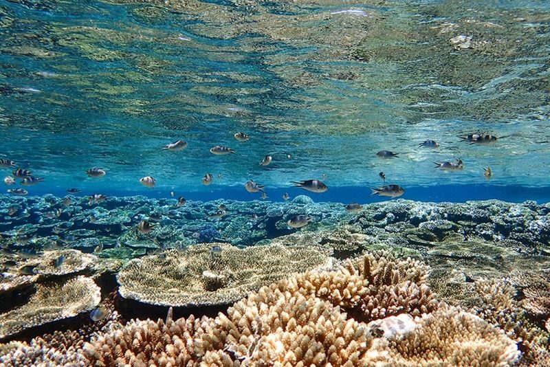 Ishigaki Island: 1-Day Tour Mangrove SUP & Canoe & Blue Cave Snorkeling - Snorkeling near the Blue Cave, conditions permitting