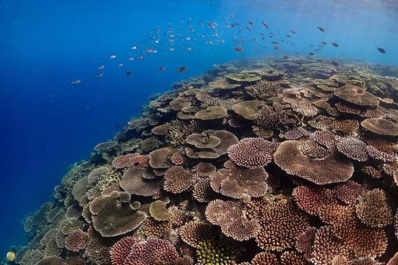 Ishigaki Island: Blue Cave Exploration & Snorkeling Tour - FAQ