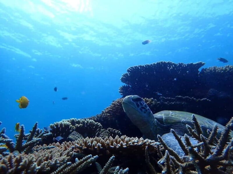 Ishigaki Island: Blue Cave Exploration & Snorkeling Tour - Snorkeling in the Trench and Marine Encounters