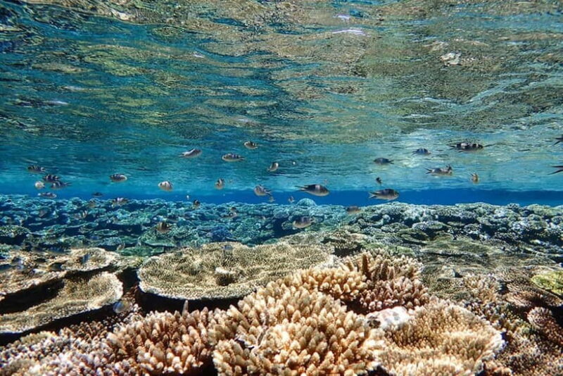 Ishigaki Island: Blue Cave Snorkeling & Taketomi Sightseeing - The Sum Up