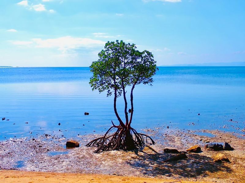 Ishigaki Island Guided Sightseeing Photo Tour: Visiting Popular Spots like Kabira Bay with Photo Data Included - Who should book this Ishigaki photo tour?