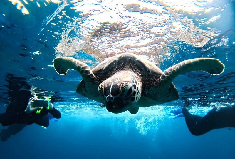 Ishigaki Island/Half-Day: Blue Cave Exploration & Snorkeling (Okinawa) - A few things to know before you book