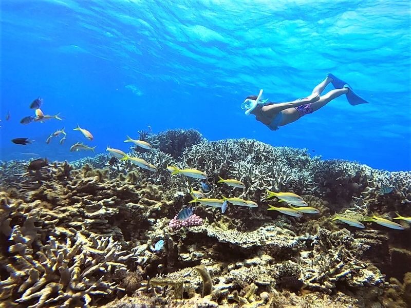 Ishigaki Island Half-Day Sea Turtle Snorkeling / Experience Diving & Snorkeling Double Experience - Ishigaki’s turtles are the main event