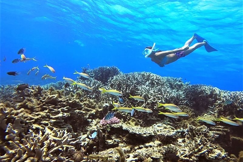 Ishigaki Island Half-Day Sea Turtle Snorkeling / Experience Diving & Snorkeling Double Experience - Weather, cancellations, and the limits of a wildlife outing