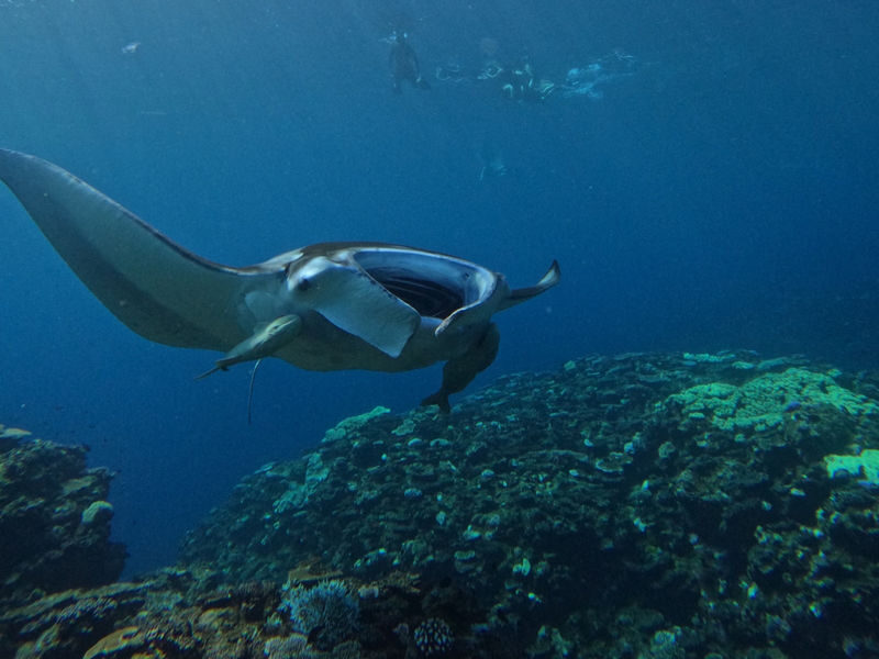 Ishigaki Island Marine Sports - At a glance