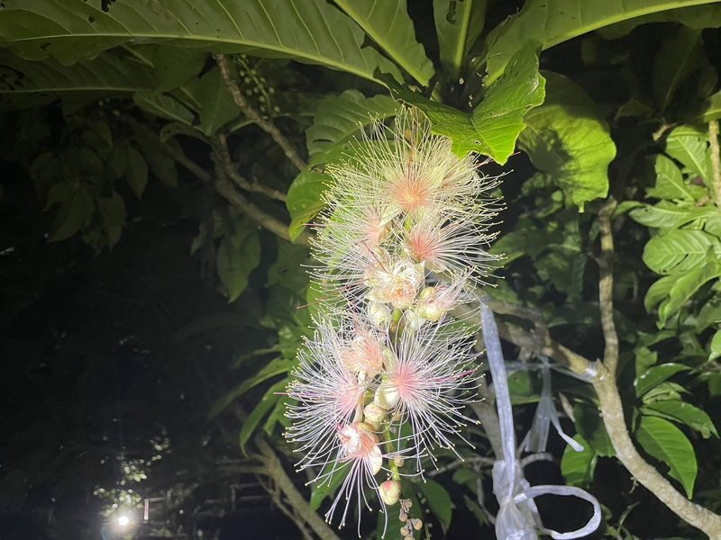Ishigaki Island Night Barringtonia racemosa Viewing Tour - Looking for a flower that does not wait