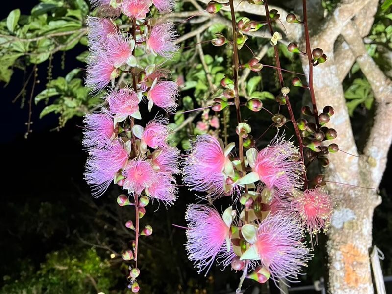 Ishigaki Island Night Barringtonia racemosa Viewing Tour - Wildlife is a bonus, not a booking guarantee