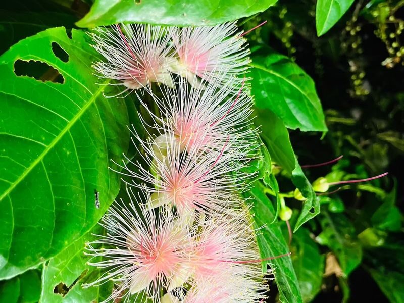 Ishigaki Island Night Barringtonia racemosa Viewing Tour - What $30.95 gets you