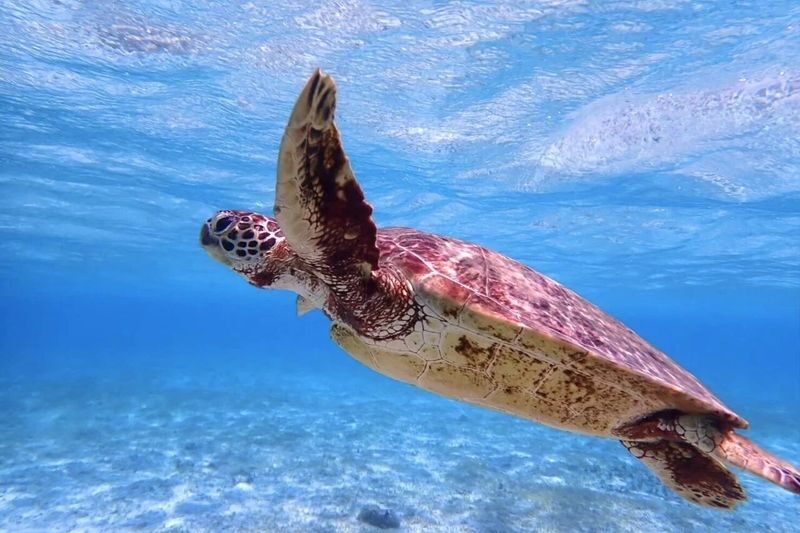 Ishigaki Island: Phantom Island & Blue Cave Snorkeling (1-Day Tour) - Two Ishigaki sea experiences in one day