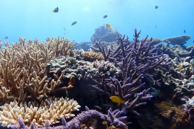Ishigaki Island: "Phantom Island" Hamajima Landing & Boat Snorkeling (Half-Day Tour) - Snorkeling is the real test of the tour