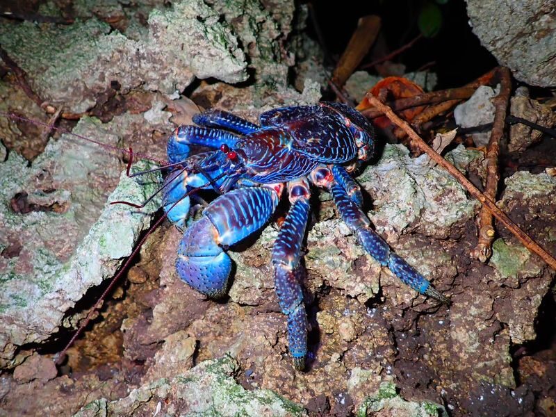 Ishigaki Island: Stargazing & Jungle Night Tour (Okinawa) - From Ishigaki Port to the dark coast