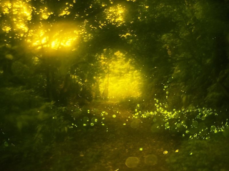 Ishigaki Island: Sunset & Limited-Time Yaeyama Hime Firefly Watching Tour (Okinawa) - What the firefly display can look like