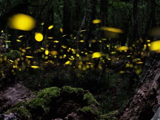 Ishigaki Island: Sunset & Limited-Time Yaeyama Hime Firefly Watching Tour (Okinawa) - Is $30.95 good value?