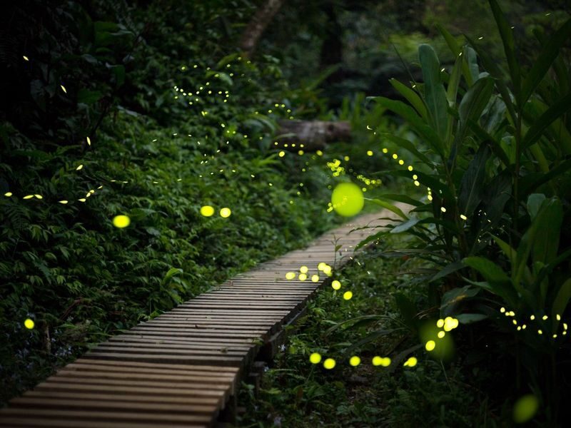 Ishigaki Island: Sunset & Limited-Time Yaeyama Hime Firefly Watching Tour (Okinawa) - Who should book this evening?