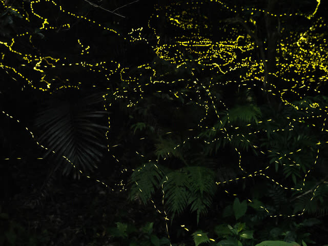 Ishigaki Island: Sunset & Limited-Time Yaeyama Hime Firefly Watching Tour (Okinawa) - Should you book the Yaeyama hime firefly tour?
