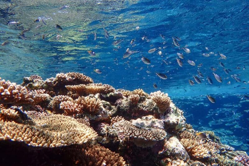 Ishigaki Island: SUP or Canoeing and Snorkeling at Blue Cave - Who Is This Tour Best For?