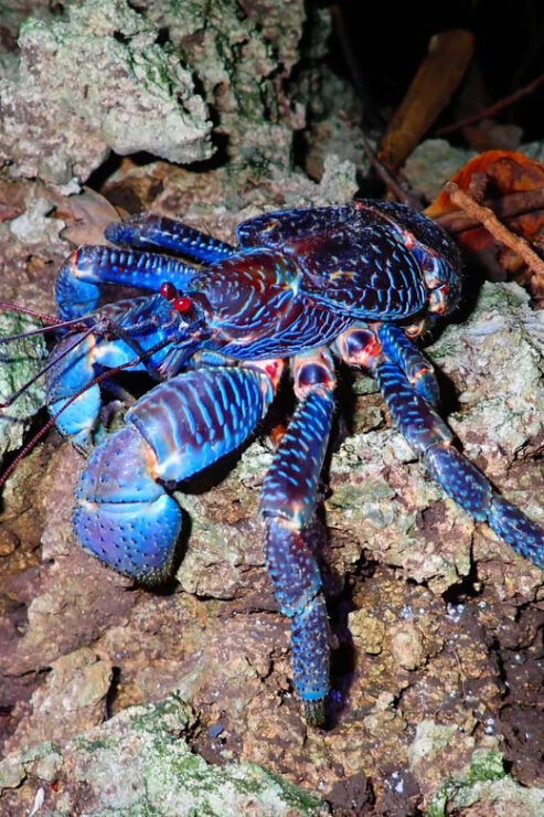 Ishigaki: Jungle Walk and Stargazing Night Tour - Inclusions