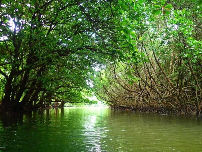 Ishigaki: Mangrove SUP or Canoe & Phantom Island Snorkeling - Practical Details: What You Need to Know  