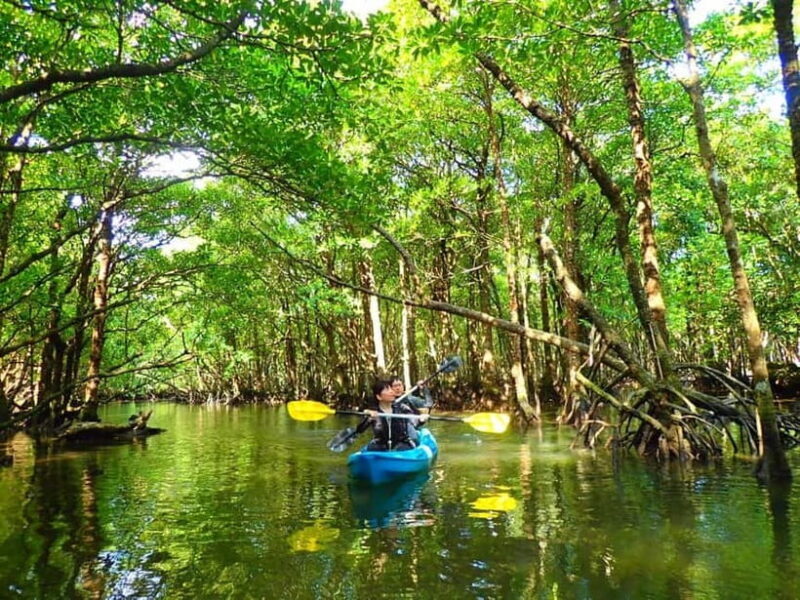 Ishigaki: Mangrove SUP or Canoe Tour Taketomi Sightseeing - The Sum Up