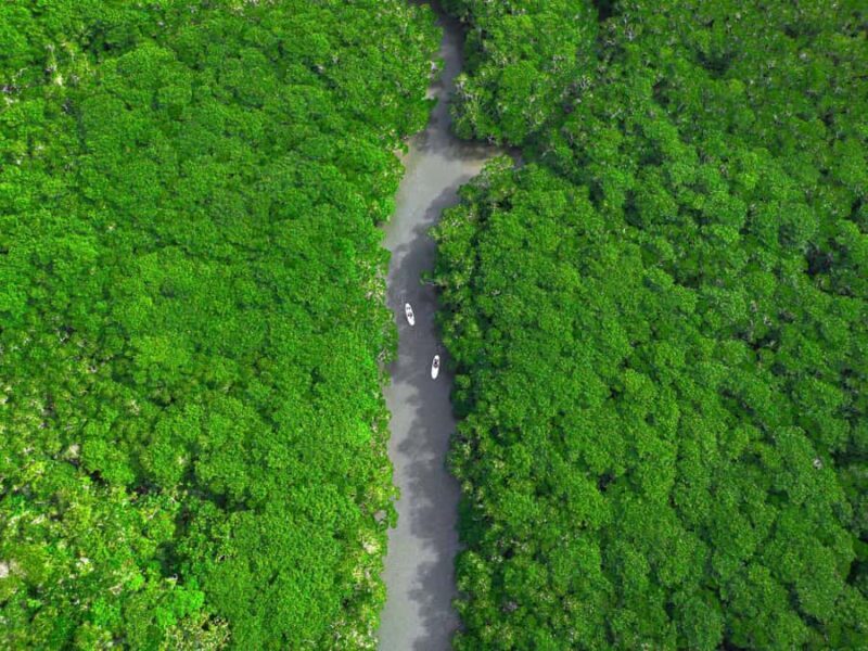 Ishigaki: Mangrove&Sunset Kayak/SUP with Drone & SLR footage - Good To Know
