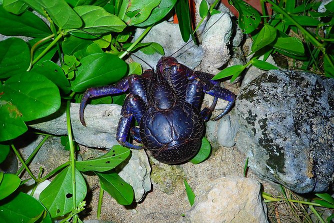 [Ishigaki] Night Jungle Tour - Pickup and Meeting Details