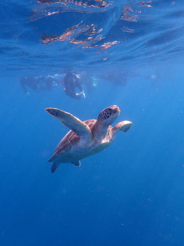 Ishigaki Sea Turtle Snorkel: Small Group/Beginner Friendly - A beach entry to Ishigaki’s Blue Cave
