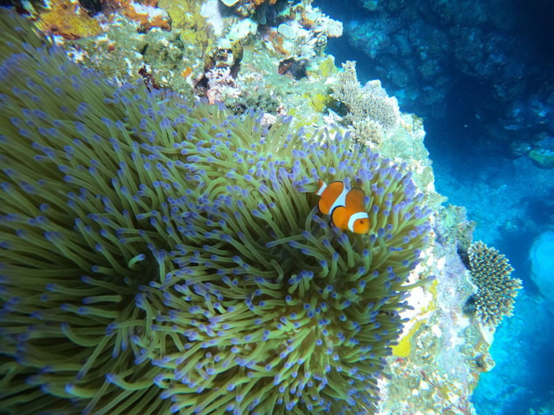 Ishigaki Sea Turtle Snorkel: Small Group/Beginner Friendly - Turtles, coral and the cave