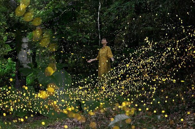 Ishigaki Sunset Limited Time Yaeyama Firefly Viewing Tour - The Details You Need to Know