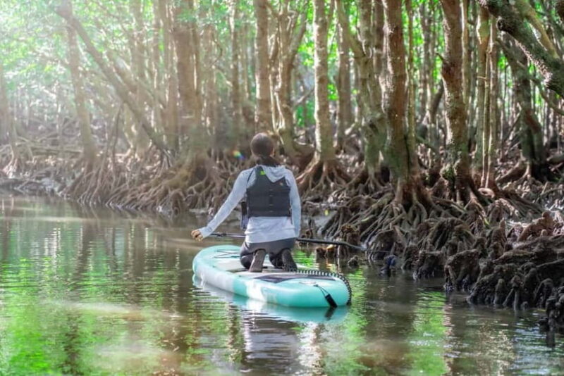 Ishigaki:Mangrove&Sea SUP/Kayak Tour with SLR&Drone footage - Who Should Consider This Tour?