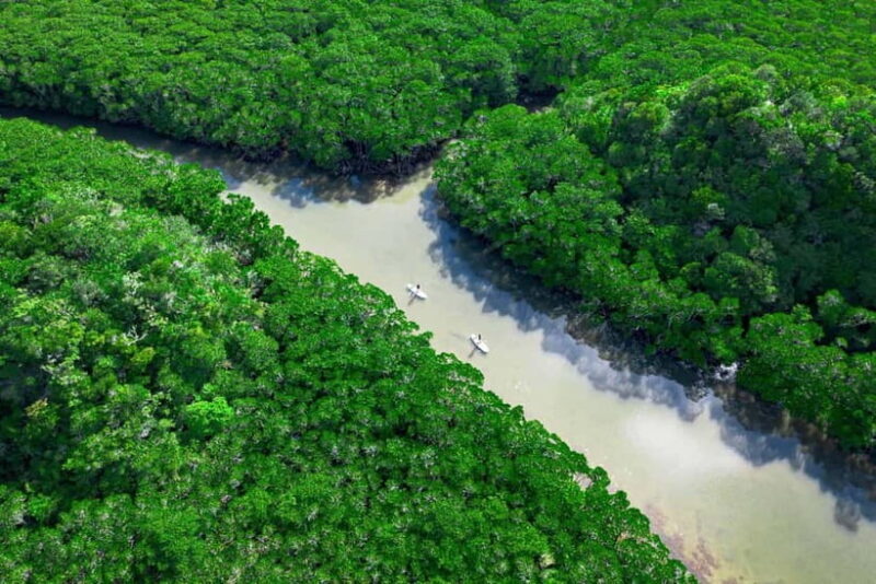 Ishigaki:Mangrove&Sea SUP/Kayak Tour with SLR&Drone footage - Who Should Consider This Tour?