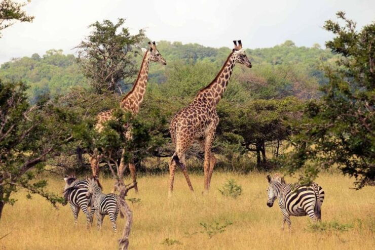 Isimangaliso Wetlands Park & Boat Cruise Tour From Durban - Good To Know