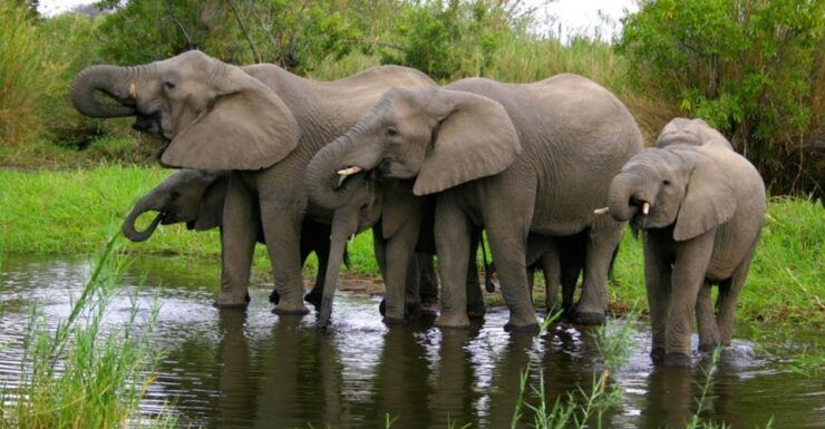 Isimangaliso Wetlands Park & Boat Cruise Tour From Durban - Tour Details