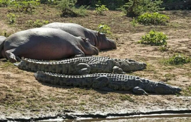 Isimangaliso Wetlands Park Full Day Tour From Durban - Frequently Asked Questions