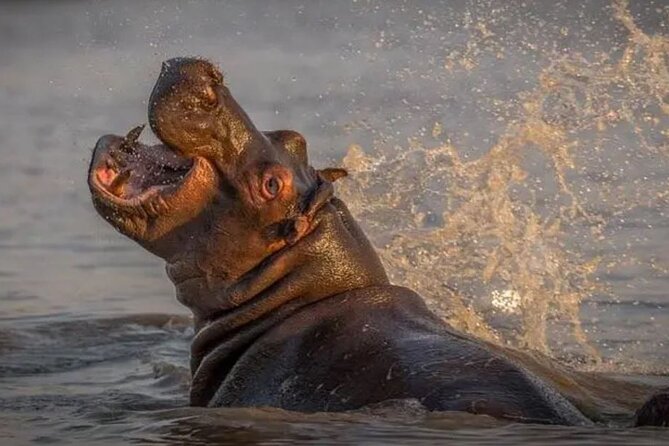 Isimangaliso Wetlands, Plus Hippo & Croc Boat Cruise Full Day Tour From Durban - Tour Overview