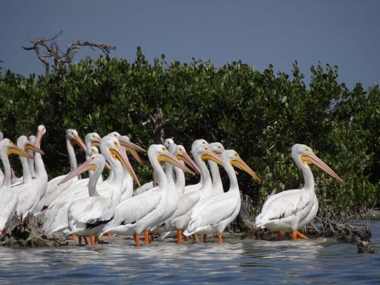 Isla Aguada: Flight of the Bird and the Smile of the Dolphin - Good To Know
