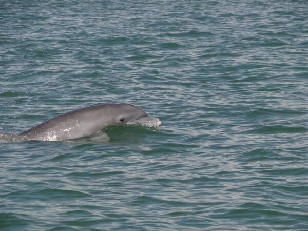 Isla Aguada: Flight of the Bird and the Smile of the Dolphin - Capturing Photographs