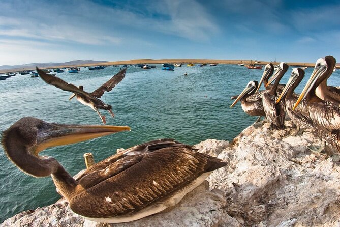 Isla Ballestas, Huacachina - Lima - Tips and Recommendations