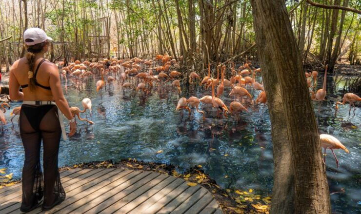 Isla Barú: Beach Club Access and Tour of the National Aviary - Booking Details for the Tour