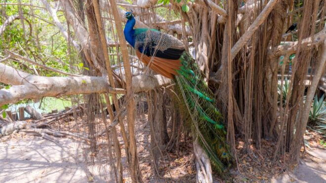 Isla Barú: Beach Club Access and Tour of the National Aviary - Customer Reviews and Feedback