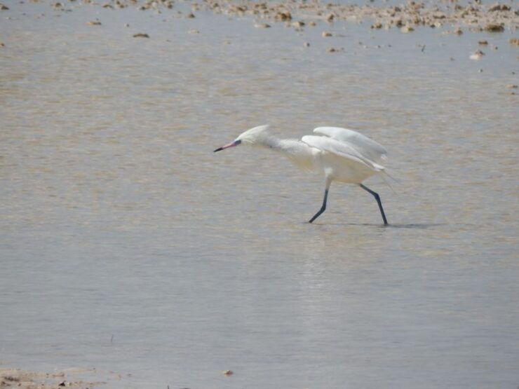 Isla Blanca: 4-Hour Private Expedition Bike & Boat Tour - Booking Details