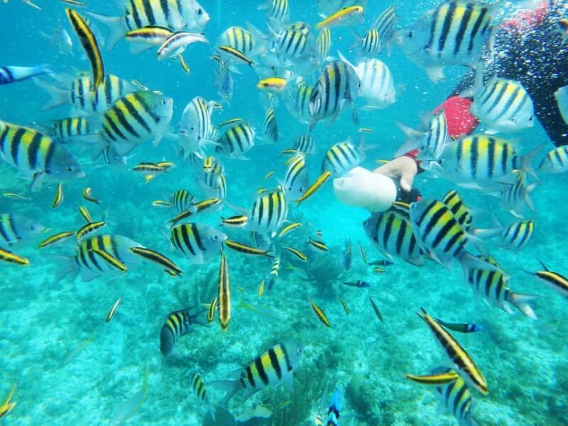 Isla Catalina All Inclusive Snorkel and Beach Day Punta Cana - Who This Tour Is Best For