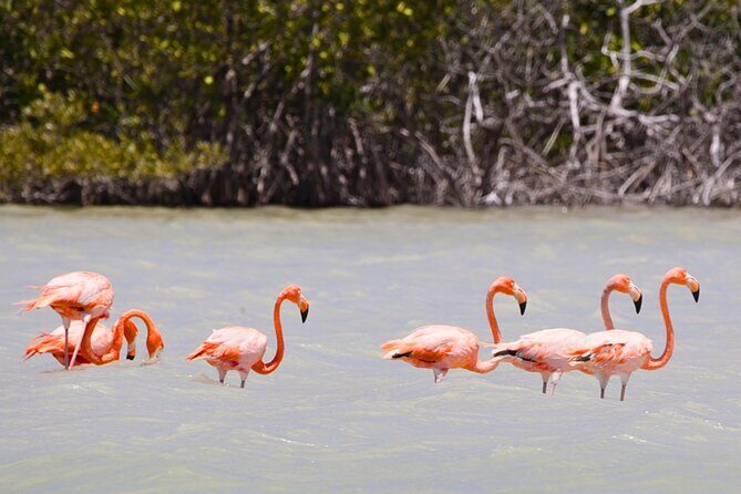 Isla Columpios and Progreso Day Trip - Transportation, Comfort, and Group Size