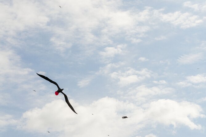Isla Contoy Private Day Tour, From Cancun - Discover the Rich Birdlife of Isla Contoy