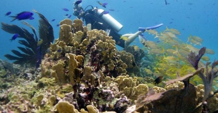 Isla Mujeres: 2-Tank Dive for Certified Divers - Activity Description