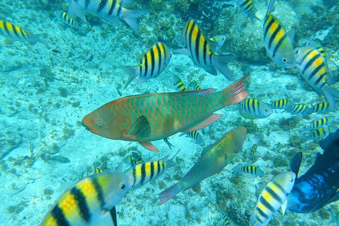 Isla Mujeres Basic Tour in Catamaran With Snorkel and Open Bar - Tour Highlights