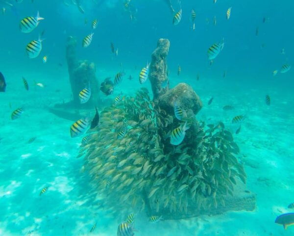 Isla Mujeres Catamaran Tour With Unlimited Drinks & Transfer - Customer Reviews