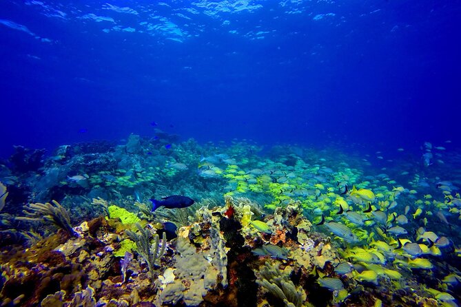 Isla Mujeres Diving for Absolute Beginners (Discover Scuba) - Inclusions and Equipment