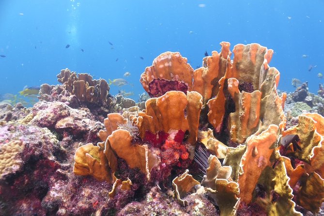 Isla Mujeres Diving for Absolute Beginners (Discover Scuba) - Meeting and Pickup Information