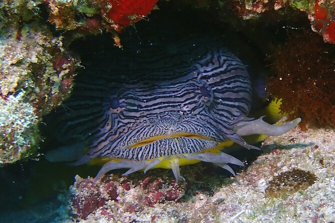 Isla Mujeres Diving for Absolute Beginners (Discover Scuba) - Cancellation Policy