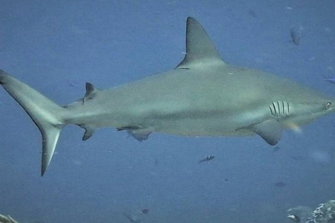 Isla Mujeres Diving for Absolute Beginners (Discover Scuba) - Weather Contingency
